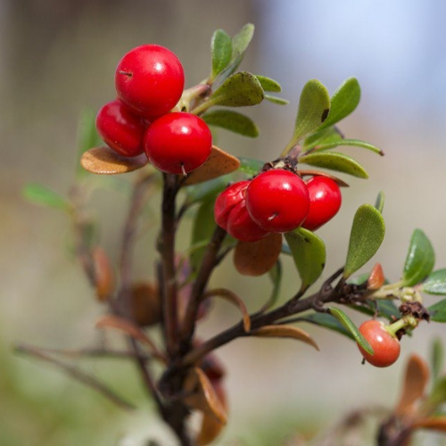 CHIẾT XUẤT DÂU GẤU (Dưỡng trắng)